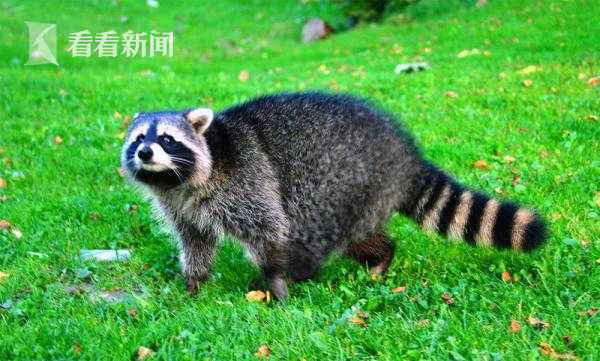 小黄书网页