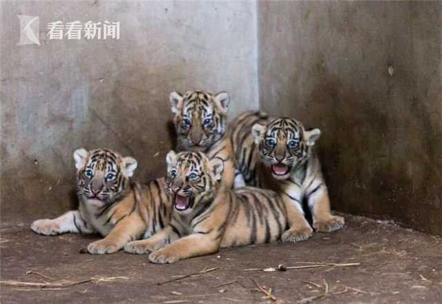 {随机关键词}