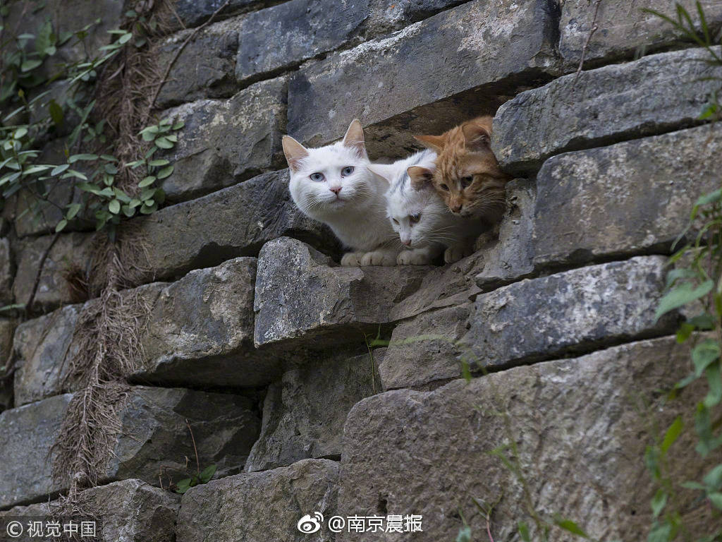 {随机关键词}