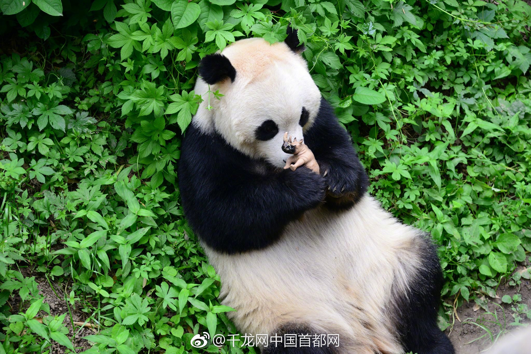 {随机关键词}