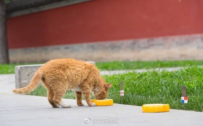 白桃少女圣诞小鹿套装