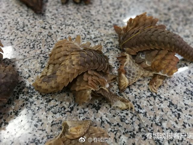 {随机关键词}