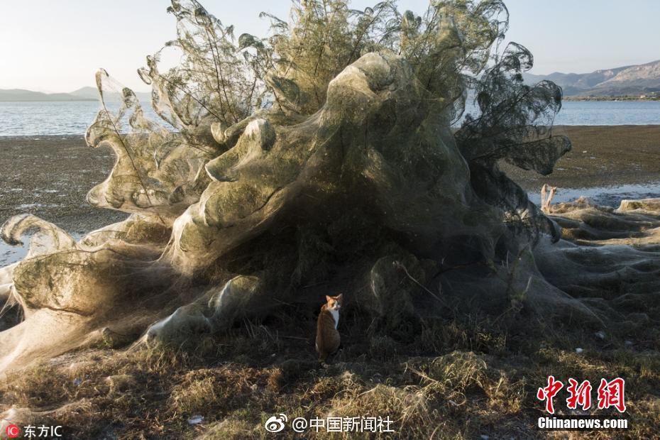 动物胶配方高清视频大全动图