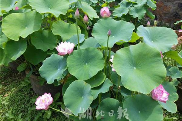 {随机关键词}