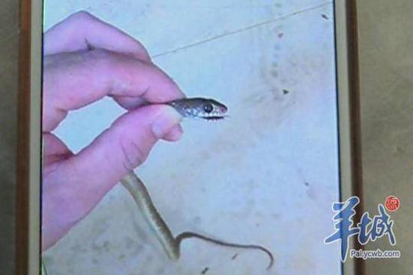 {随机关键词}