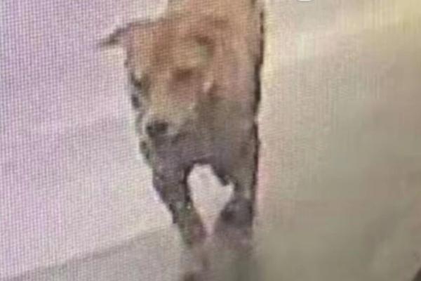 {随机关键词}