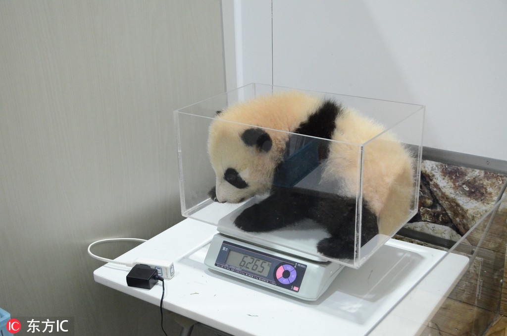 {随机关键词}