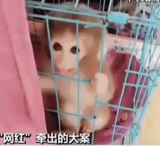{随机关键词}